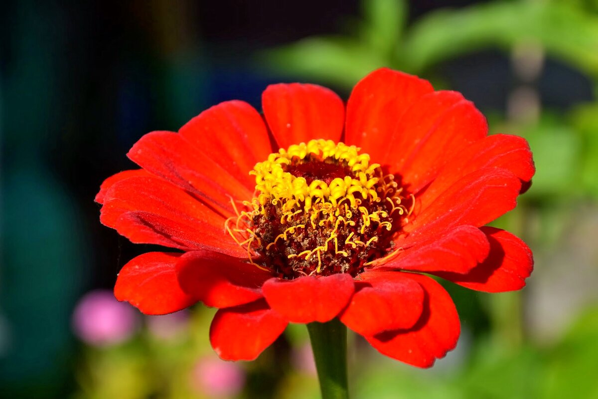 Цветы сентября - Михаил Столяров