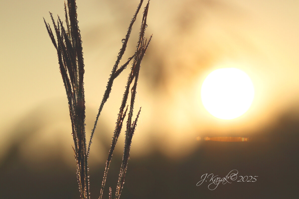 *** - Елена Kазак (selena1965)