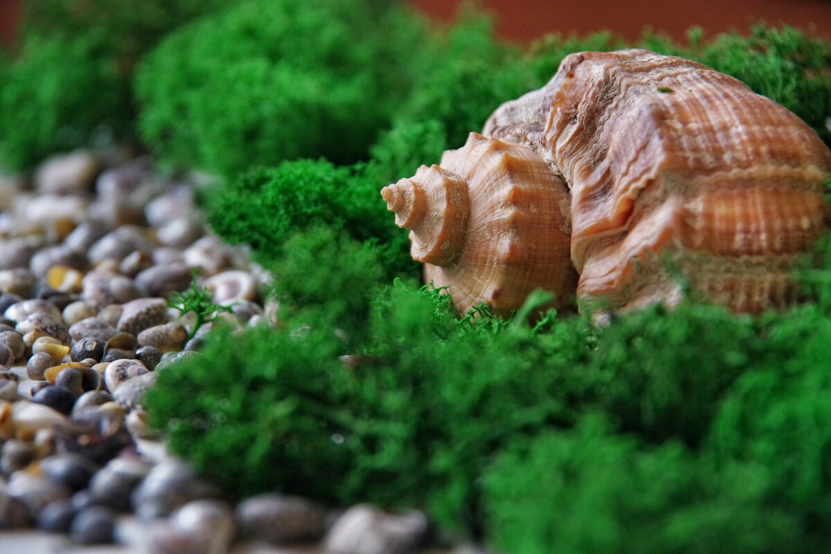 * * * - Руслан 