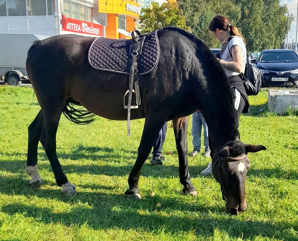 Лошадка со стрижкой . - Мила Бовкун Лошадка со стрижкой . - Мила Бовкун