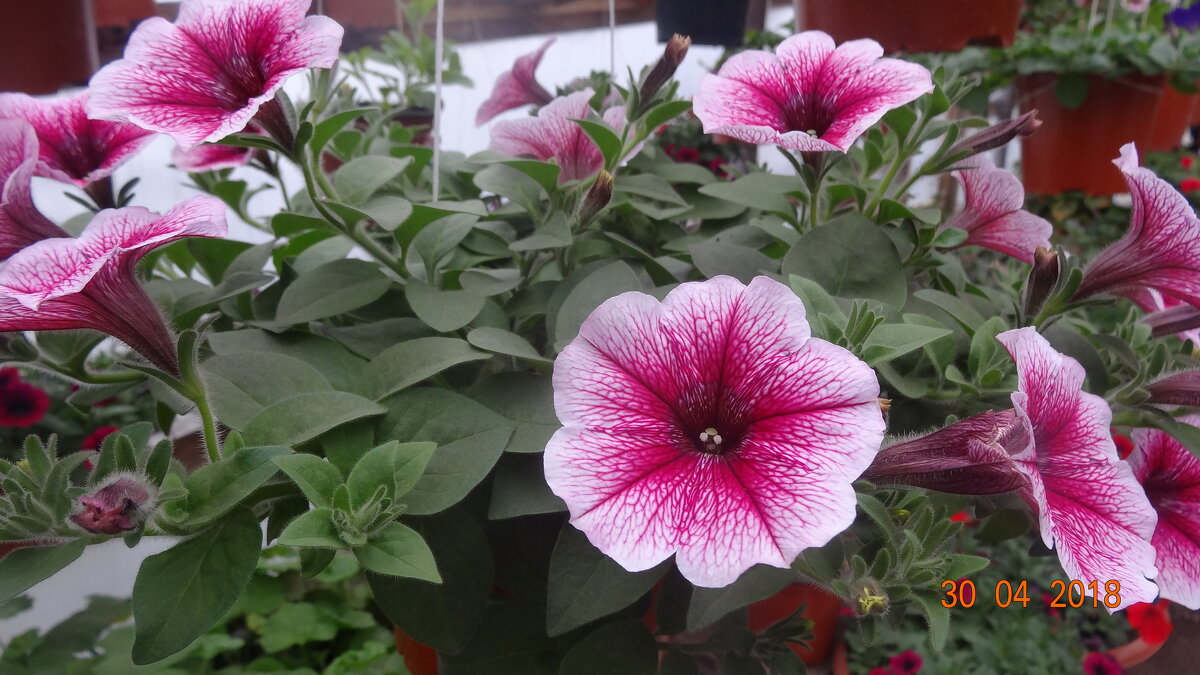 ПЕТУНИЯ - СЕРГЕЙ ФИЛОЧКИН