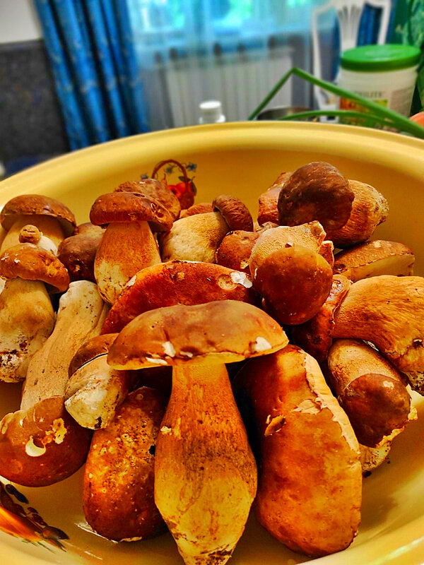 ГРИБЫ - Анатолий Малобродский