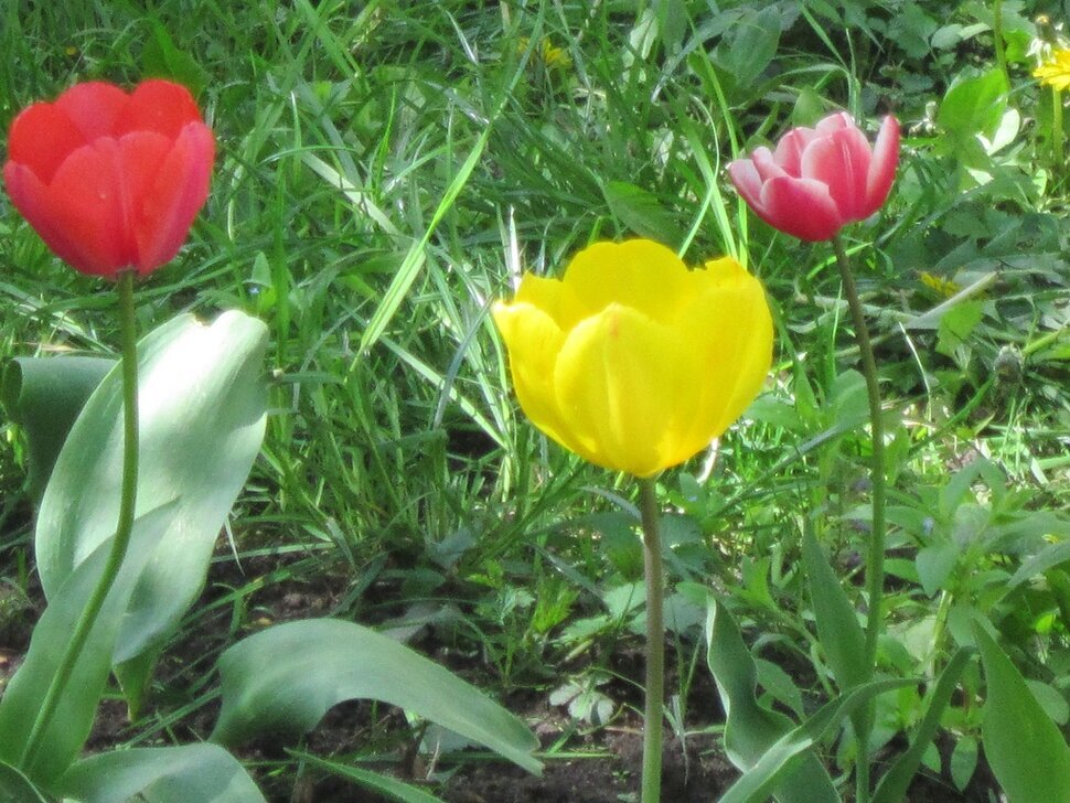 Три разных тюльпана - Дмитрий Никитин