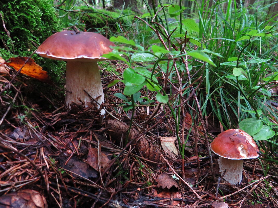 Удачная находка - Андрей Снегерёв