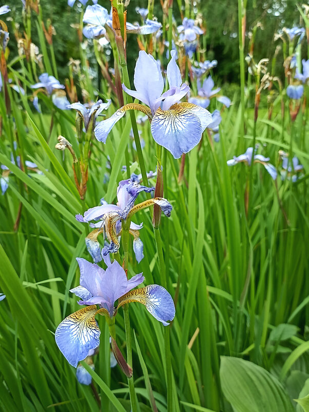 Ирисы. - Лилия *