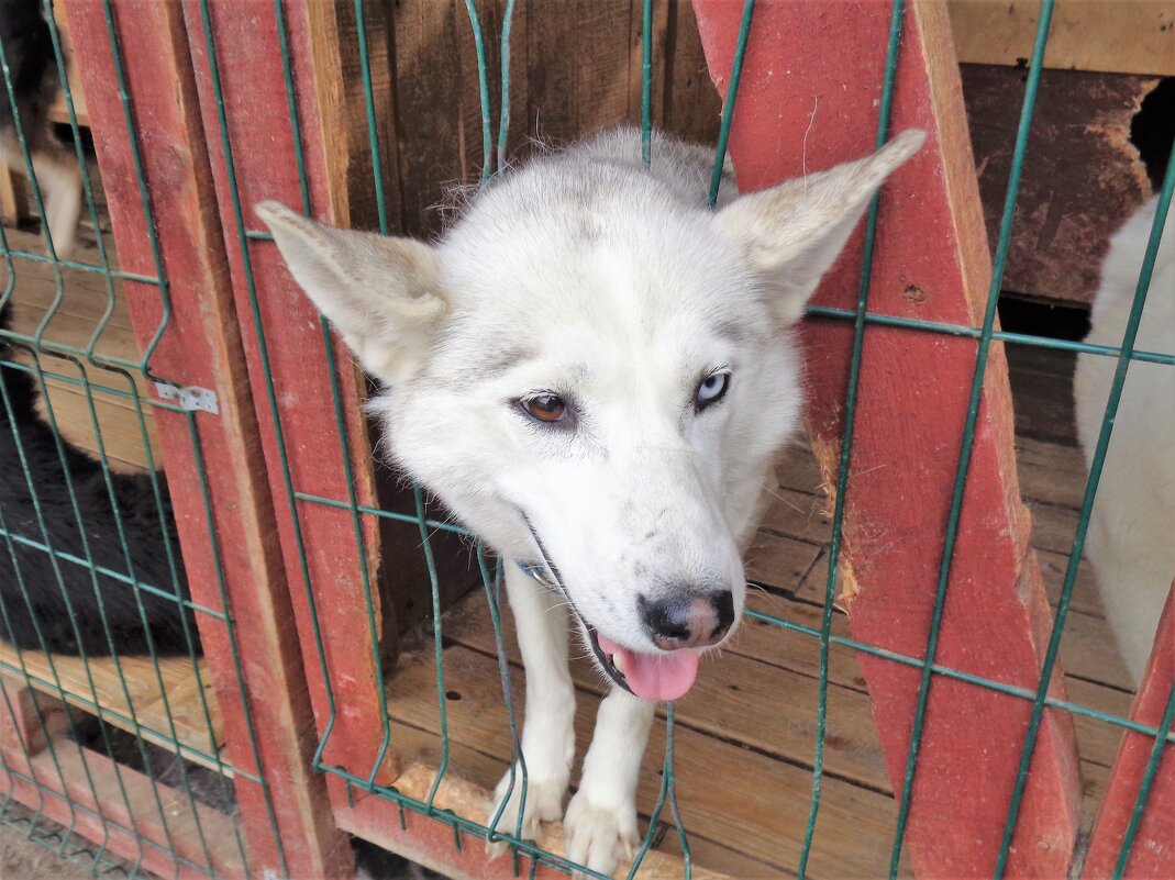 Пес - Наталья Пес - Наталья