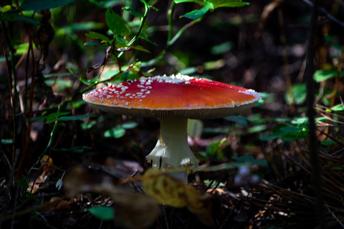 Мухомор - Марина Никулина