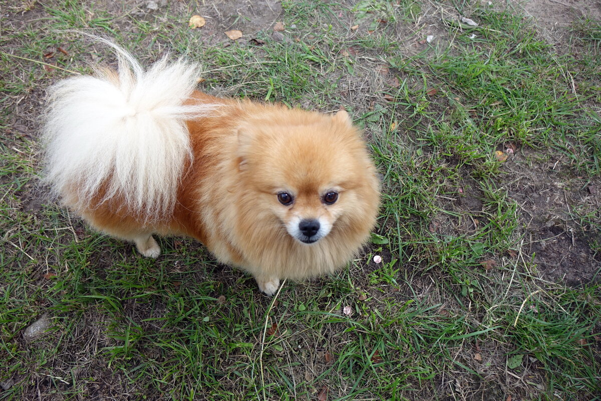 Порода- Шницель - Игорь Корф