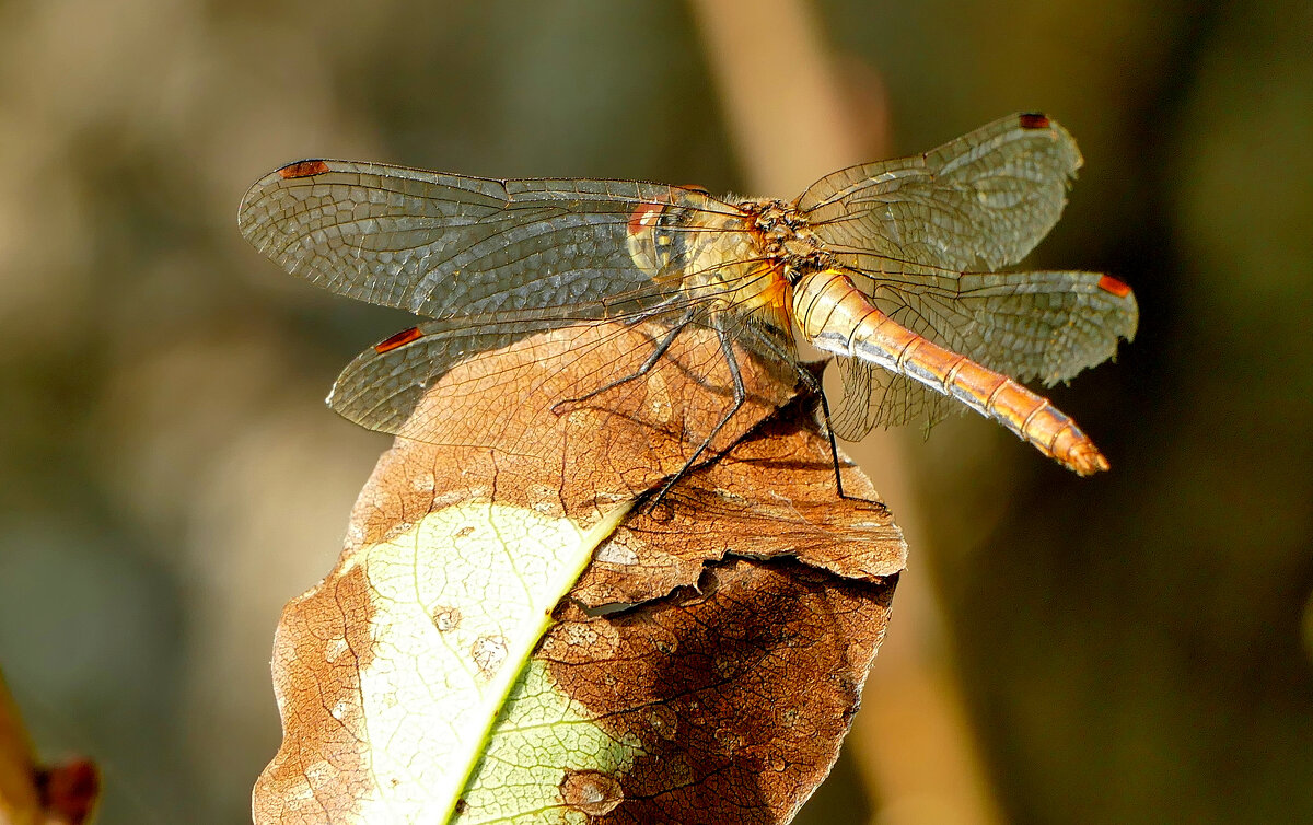 из сегодняшней съёмки 1 - Александр Прокудин