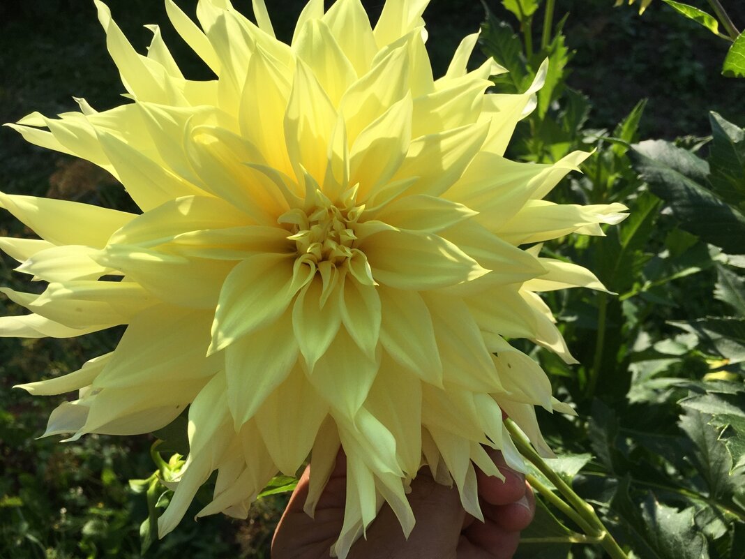 Георгины... - Владимир Павлов