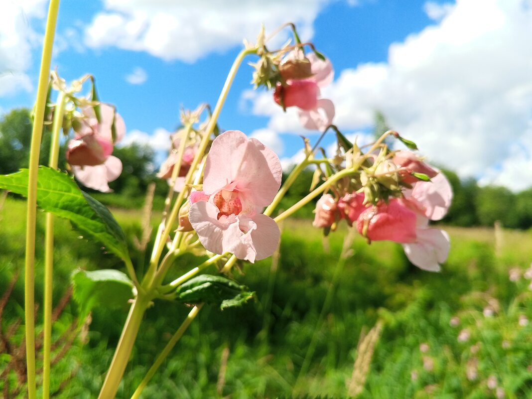 Недотрога - Сапсан 