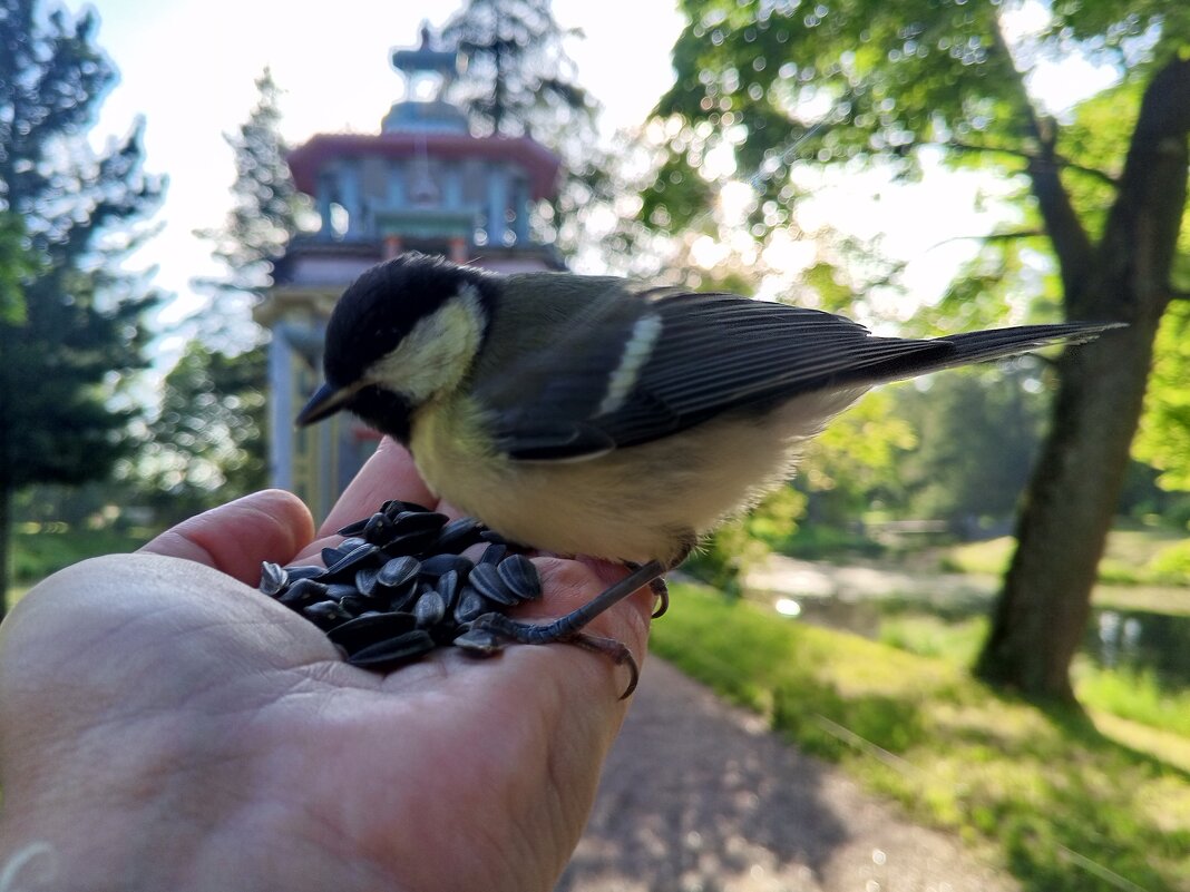 Синица - Сапсан 