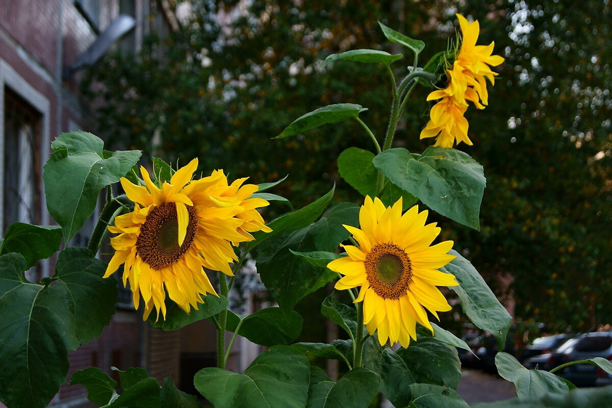 Подсолнухи в метре от стены многоэтажки... Теневая сторона, но тяга к жизни сильнее...)) - Игорь Тельцов Подсолнухи в метре от стены многоэтажки... Теневая сторона, но тяга к жизни сильнее...)) - Игорь Тельцов