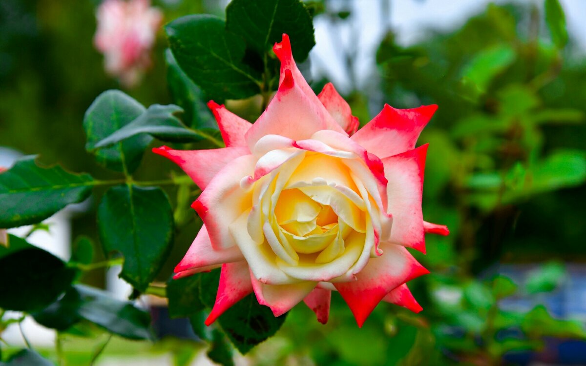 Розы сентября. - Милешкин Владимир Алексеевич 