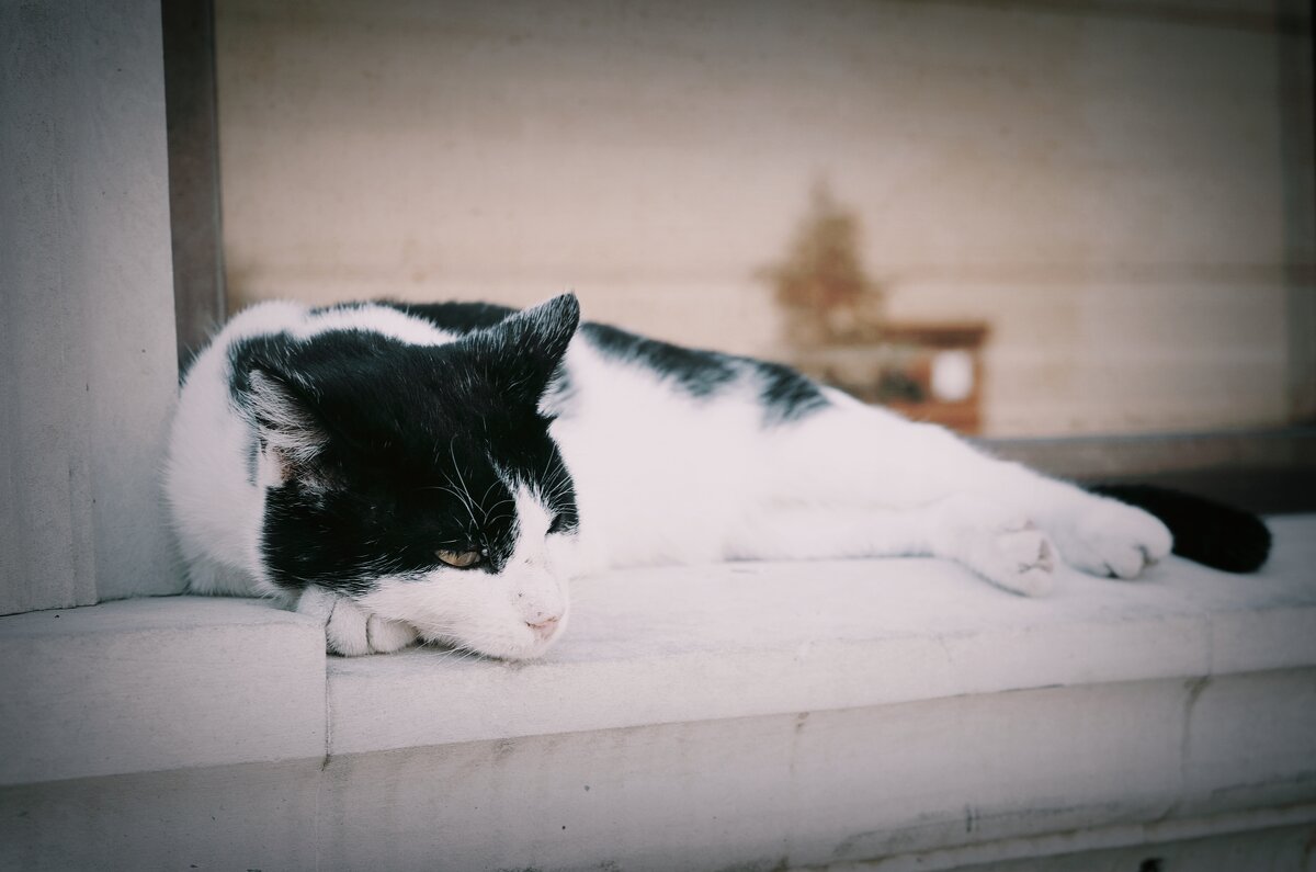 Просветлённый... - Магомед .