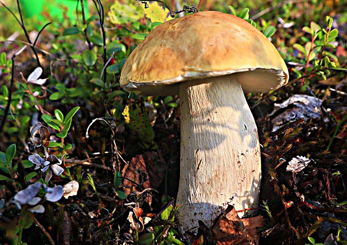 Осень...Молодой белый гриб! - Владимир 