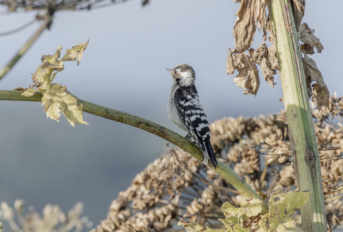 малый пестрый дятел - юрий макаров малый пестрый дятел - юрий макаров