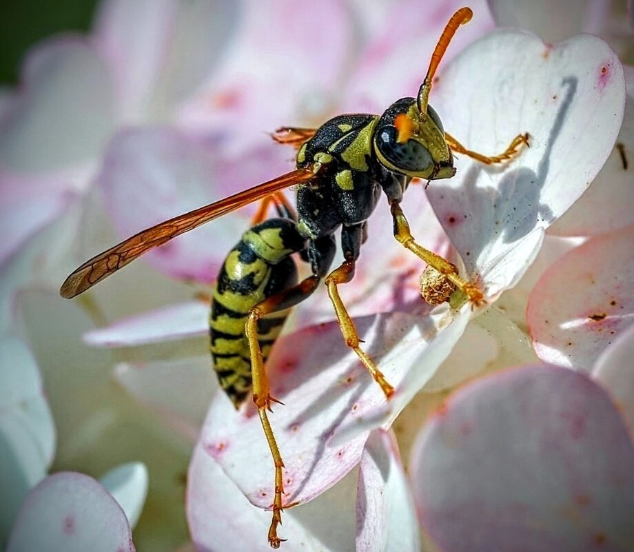 Полосатая ОСобА! :) - Елена Хайдукова  ( Elena Fly )