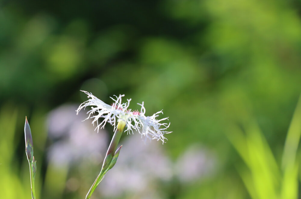 Кусочек таёжного лета - Галина Ильясова Кусочек таёжного лета - Галина Ильясова