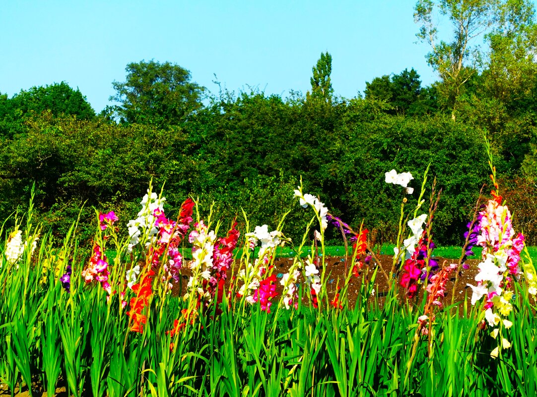 Гладиолусы сентября 2025 - Aida10 