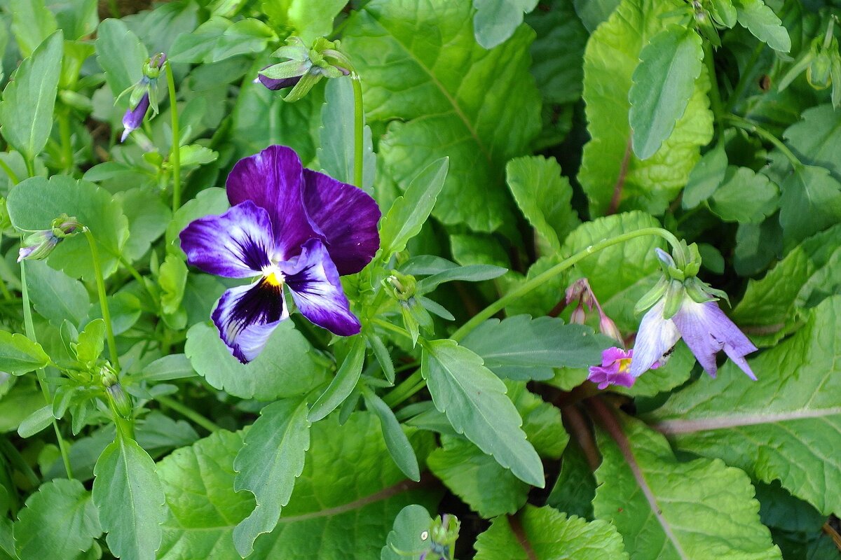 Фиалка трёхцветная - Рита Симонова