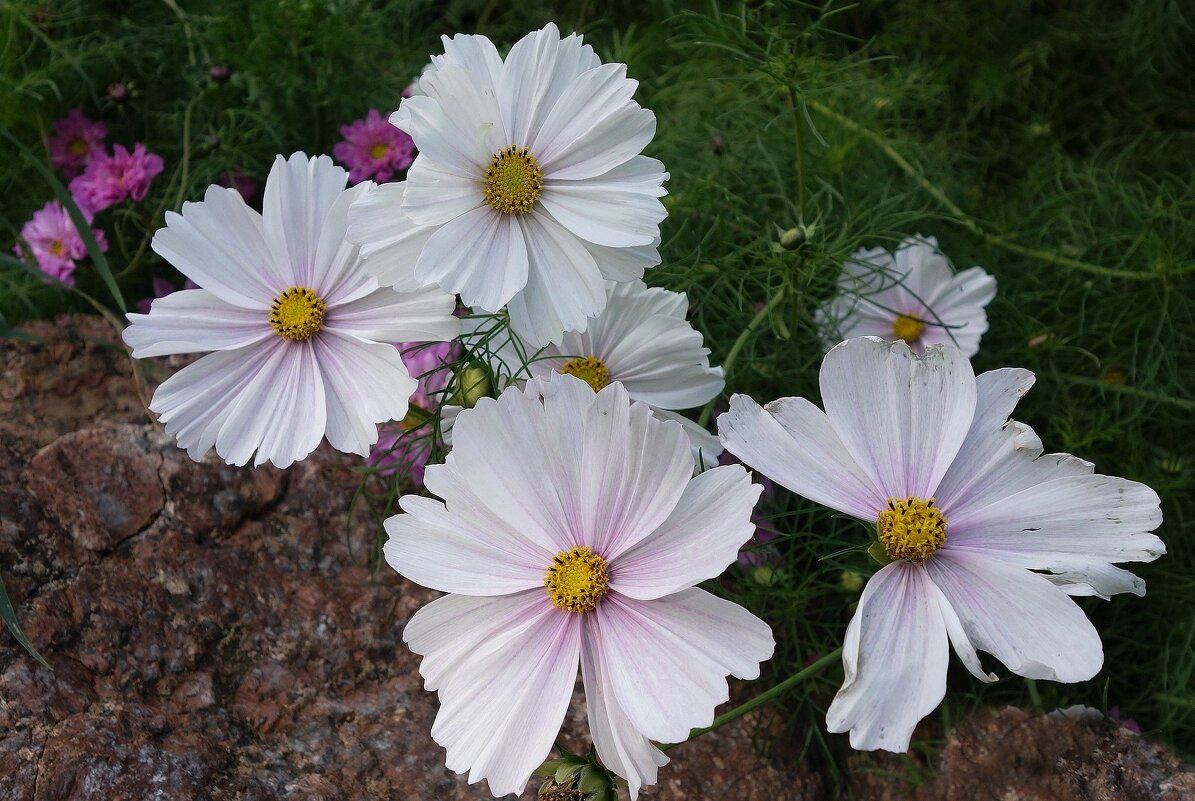 Космея - Рита Симонова