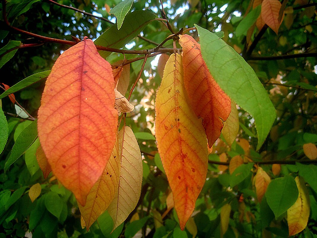 Осенний этюд - Елена Семигина Осенний этюд - Елена Семигина