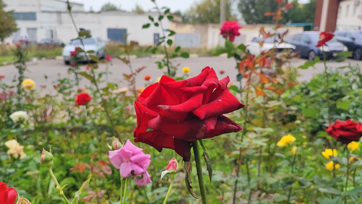 ,,, - Сергей Тимоновский