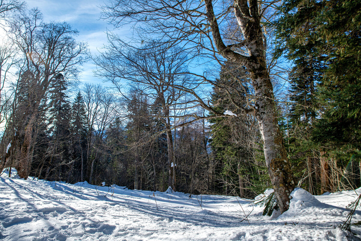 Зима на Яворовой поляне , Адыгея. - Дина Евсеева