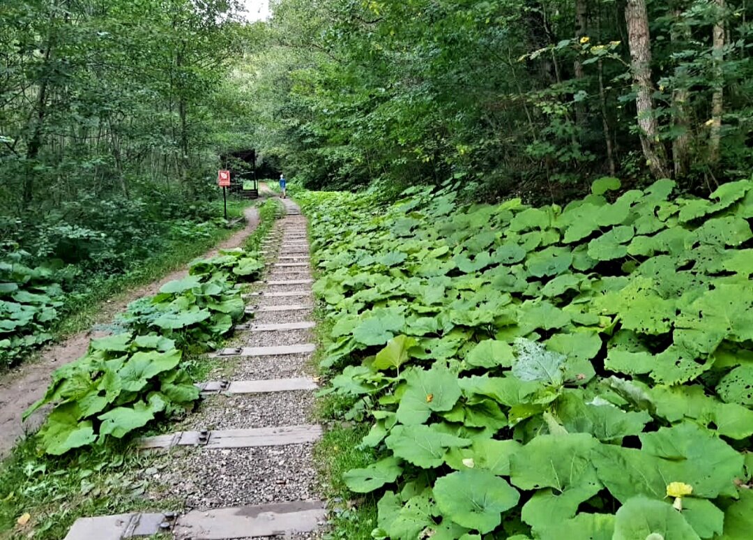 ГУАМСКОЕ УЩЕЛЬЕ - Tata Wolf