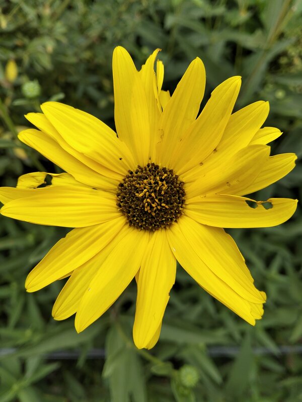 Рудбекия - Giant Tao / Рудбекия - Giant Tao /