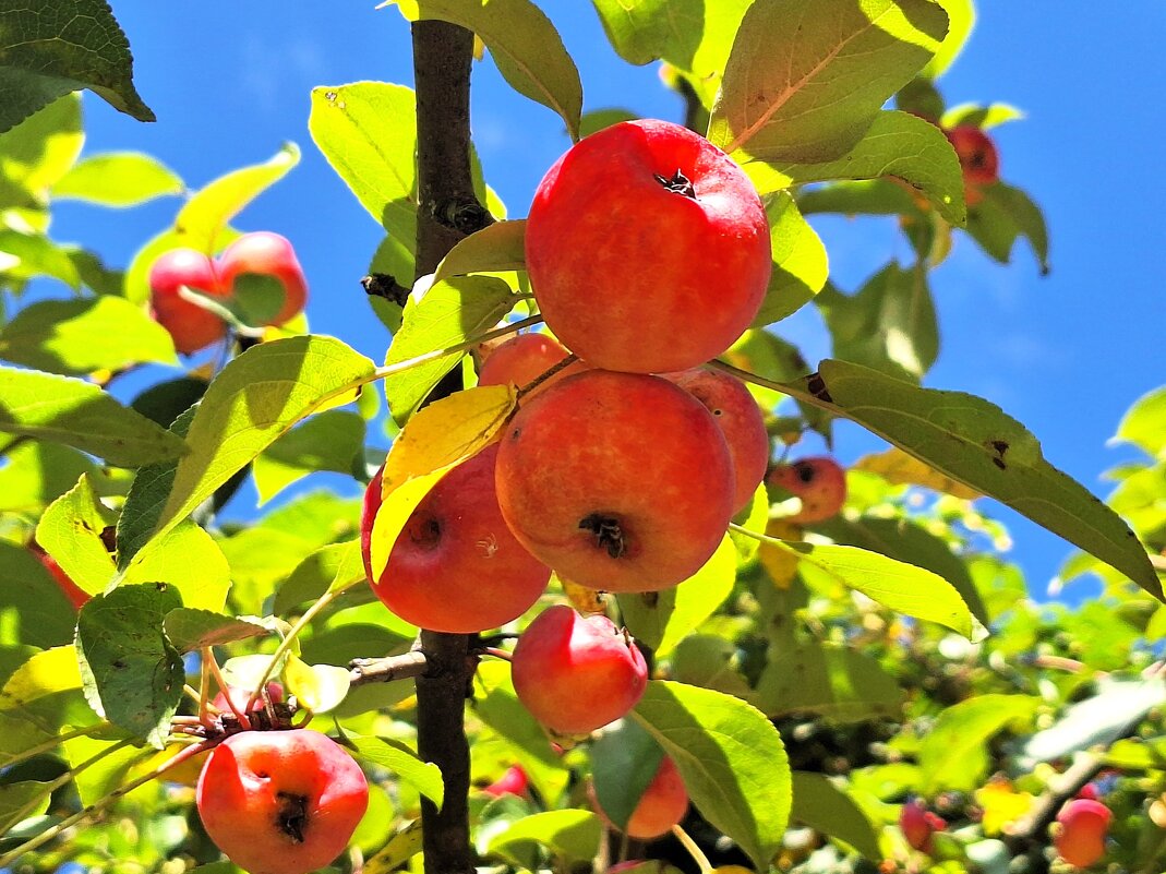 Яблочки - Наталья 