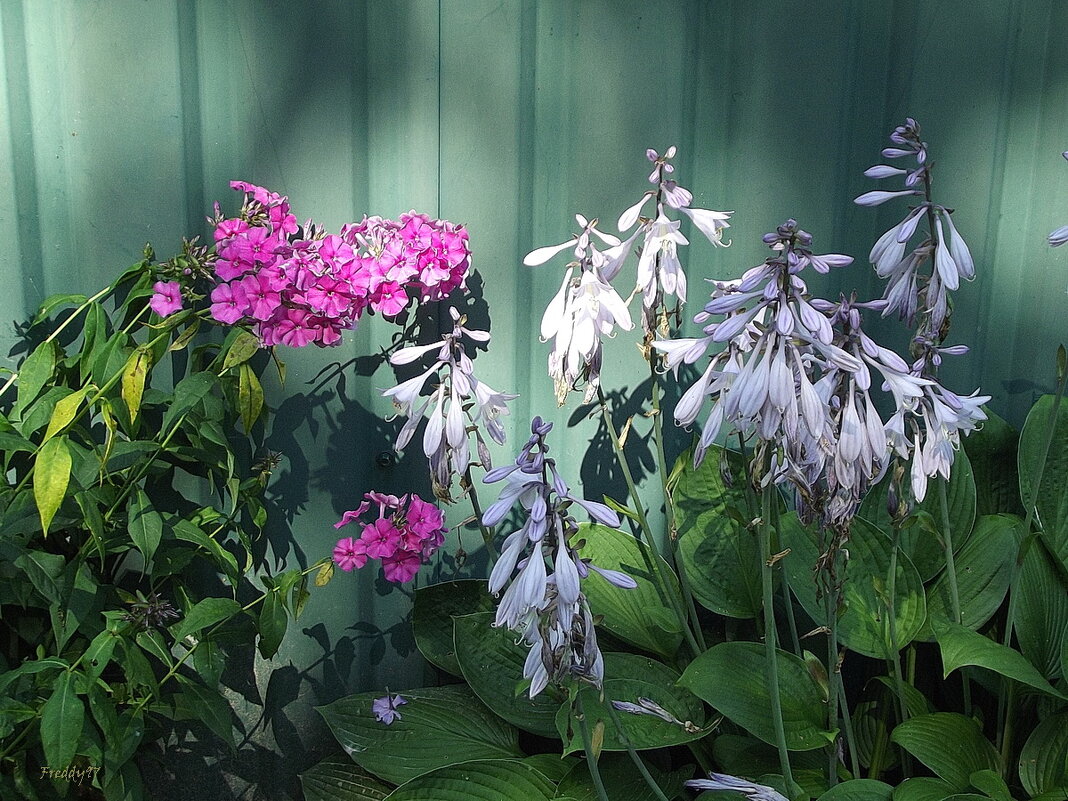 Флоксы и хоста - Freddy 97