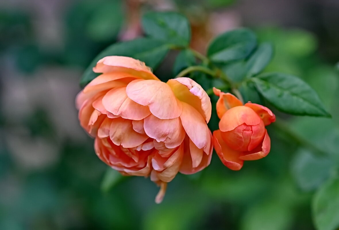 Роза Сентября... - Николай Саржанов