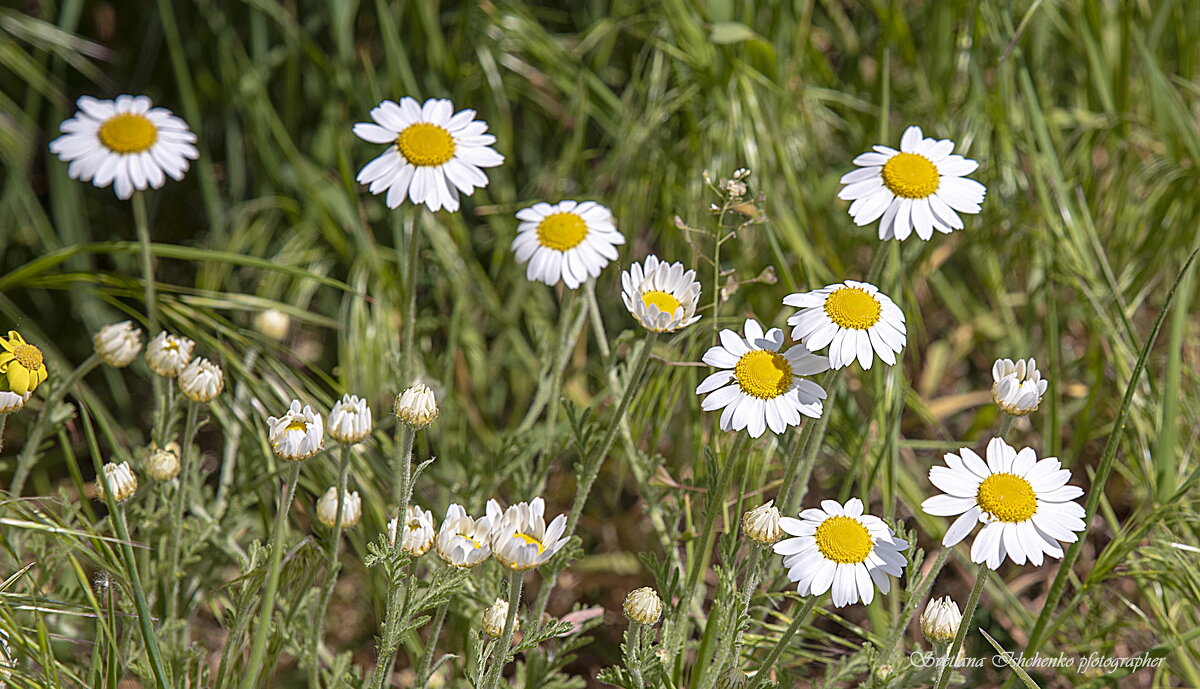Ромашки — цветы полевые - Светлана Ищенко Ромашки — цветы полевые - Светлана Ищенко