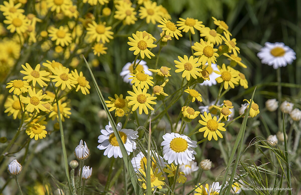 Золотарник - Светлана Ищенко
