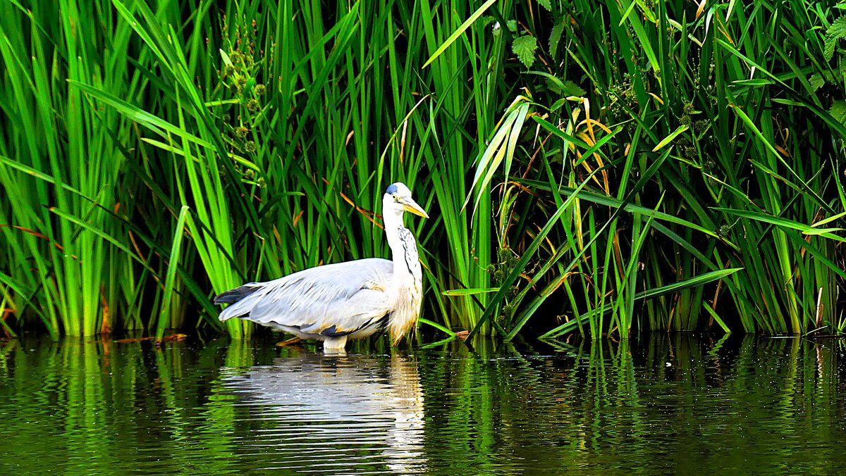 Гармония Флоры и фауны(серия) - Владимир Манкер