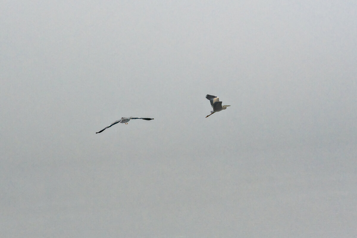 Туман - Вячеслав Овчинников