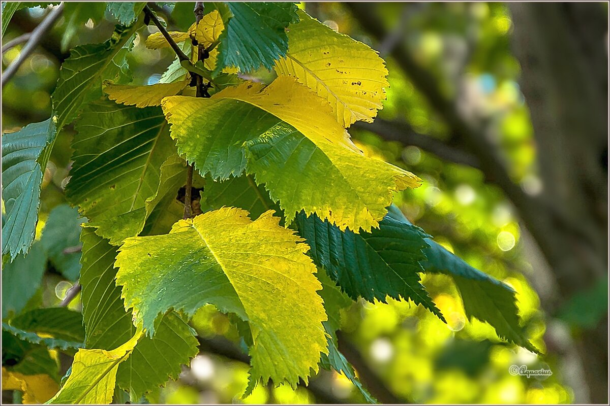 Осенние пиксели - Aquarius - Сергей
