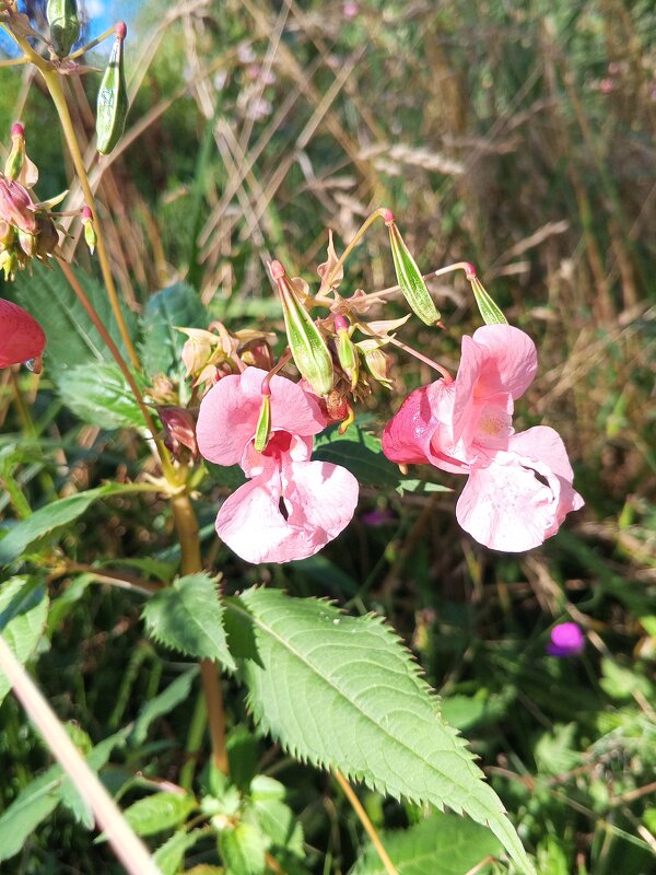 Недотрога - Сапсан 