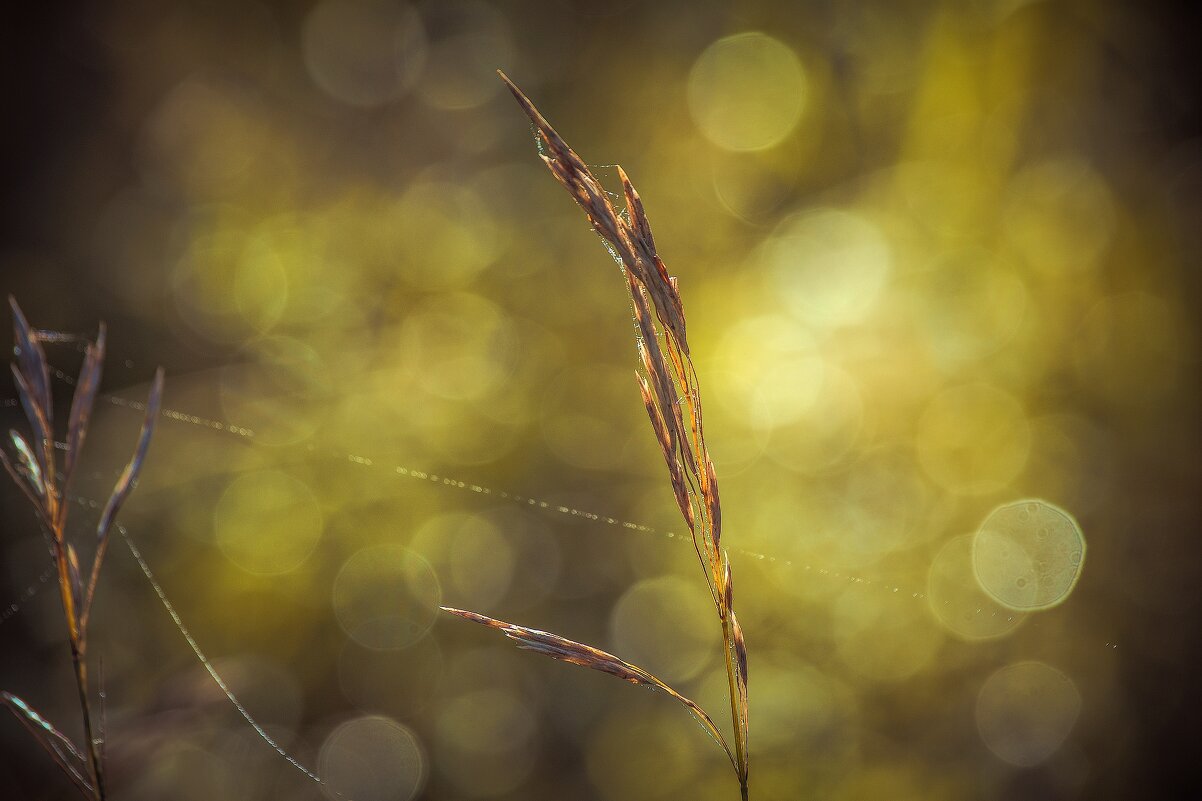 *** - Виктор Иванович Чернюк