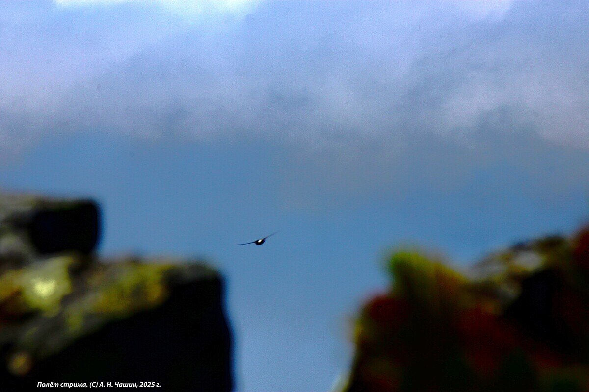 Полет стрижа - Александр Чашин