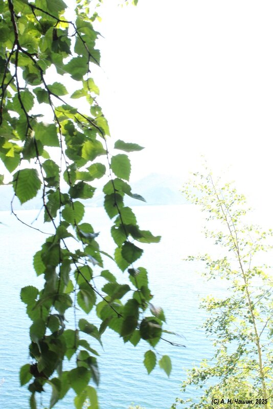 Листья - Александр Чашин