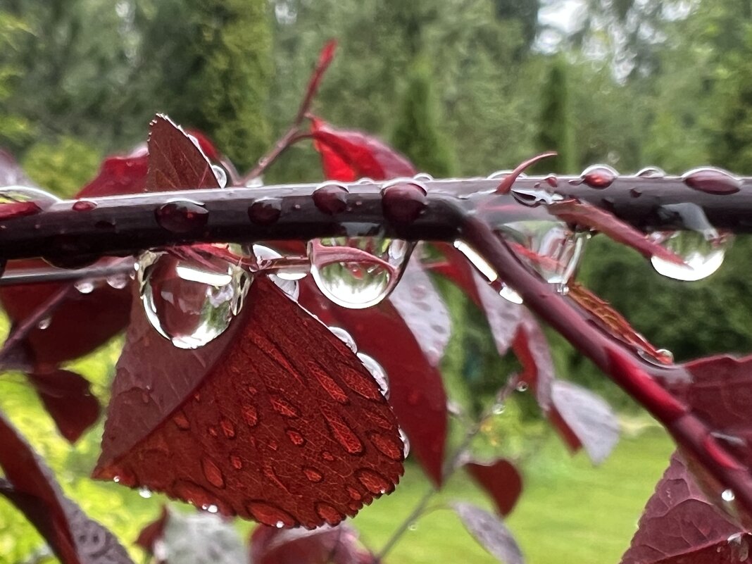 После дождя. Капли 3 - Galina 