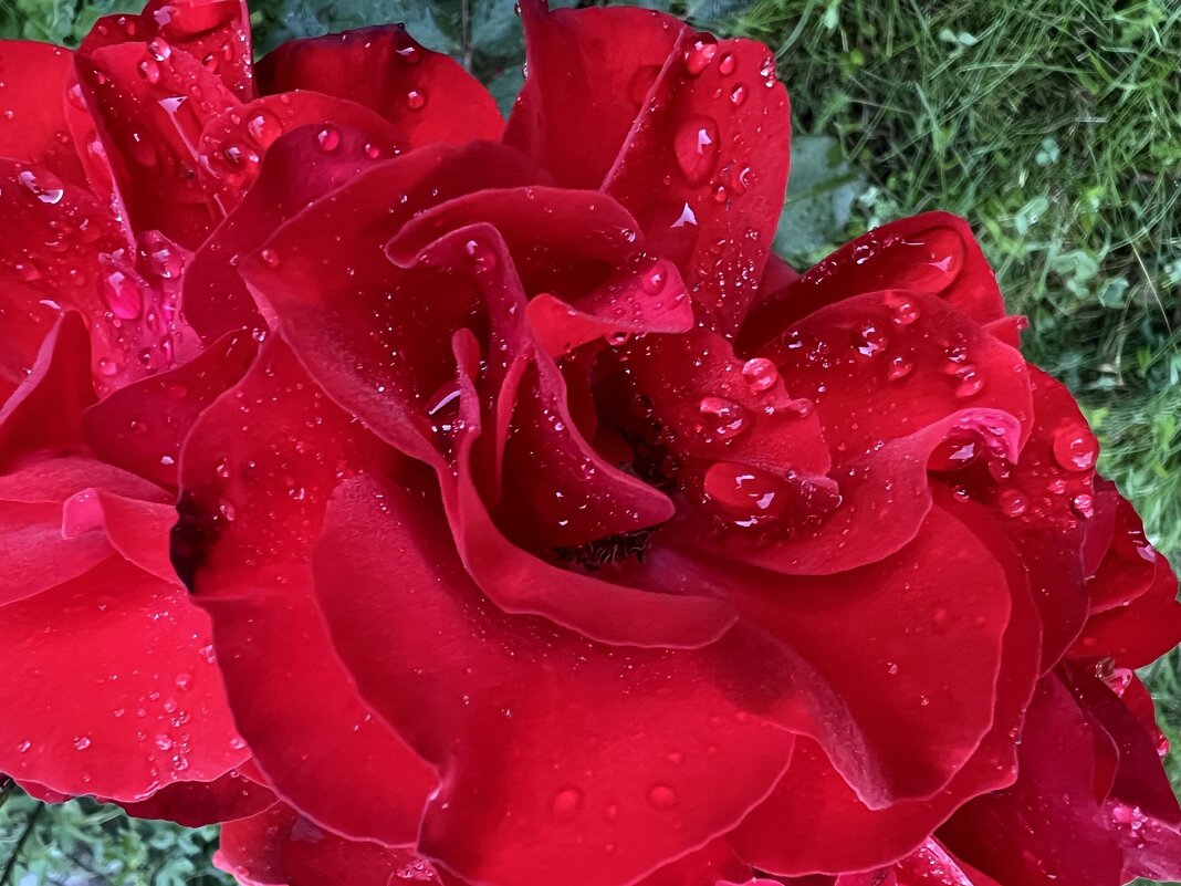 После дождя. Капли 5 - Galina 