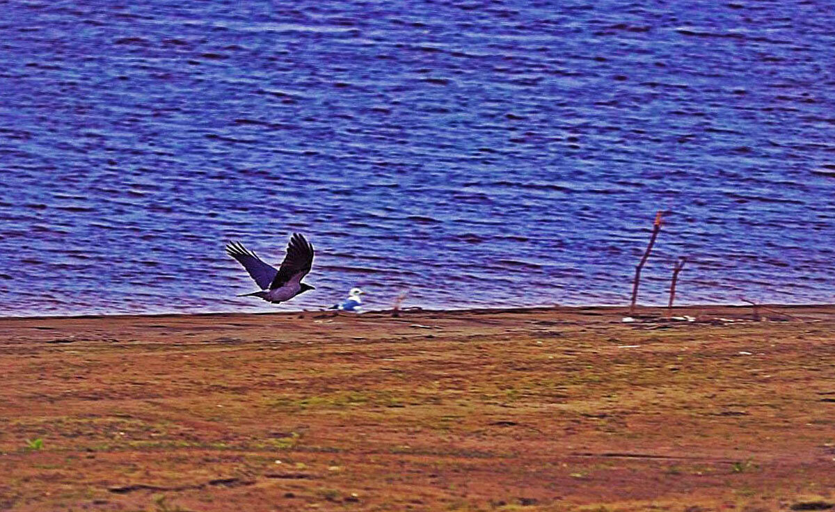 Эй, заклюю!.. - Владимир 