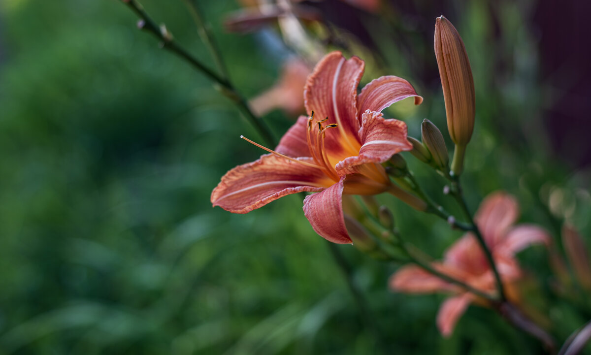 Лилия - Петр 