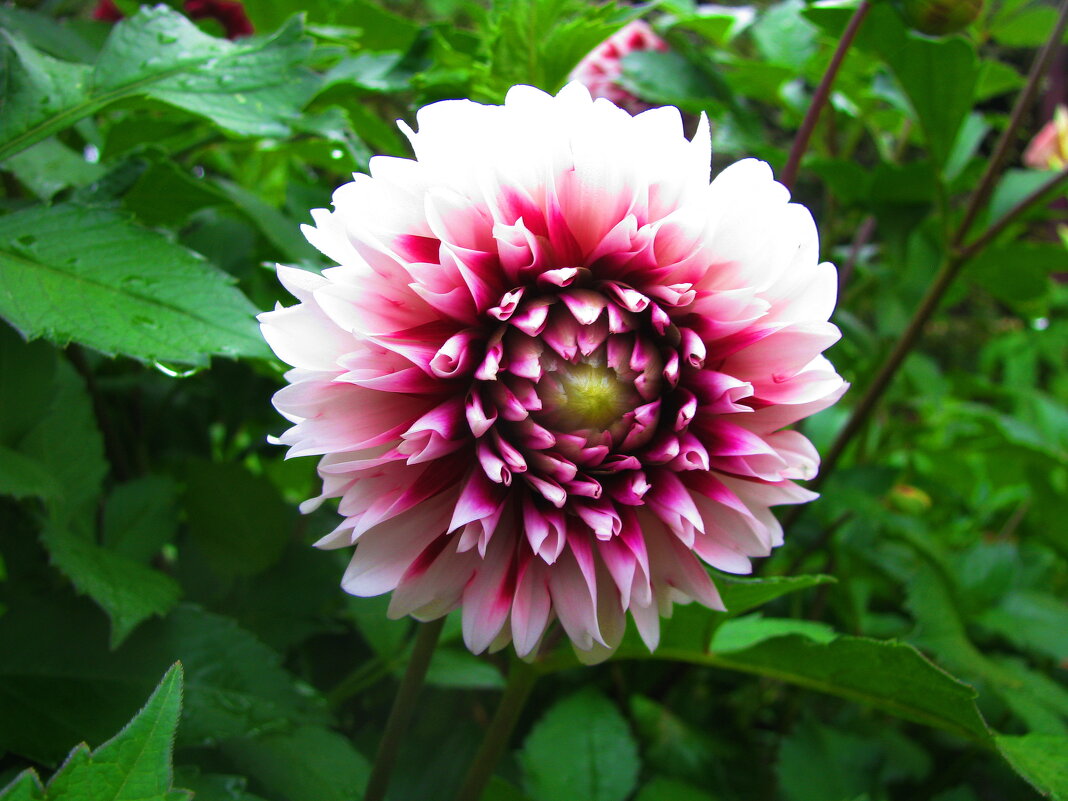 Красавица - Людмила Смородинская