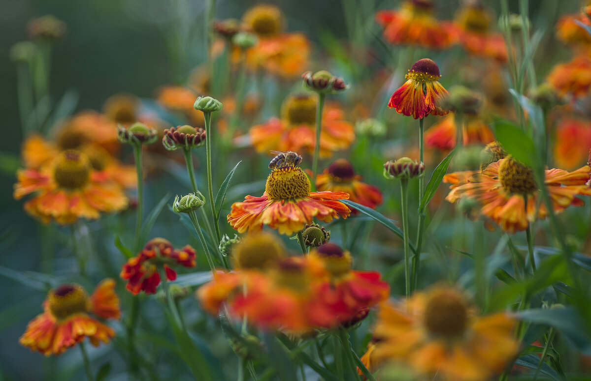 Осенние краски.... - Sergey (Apg)