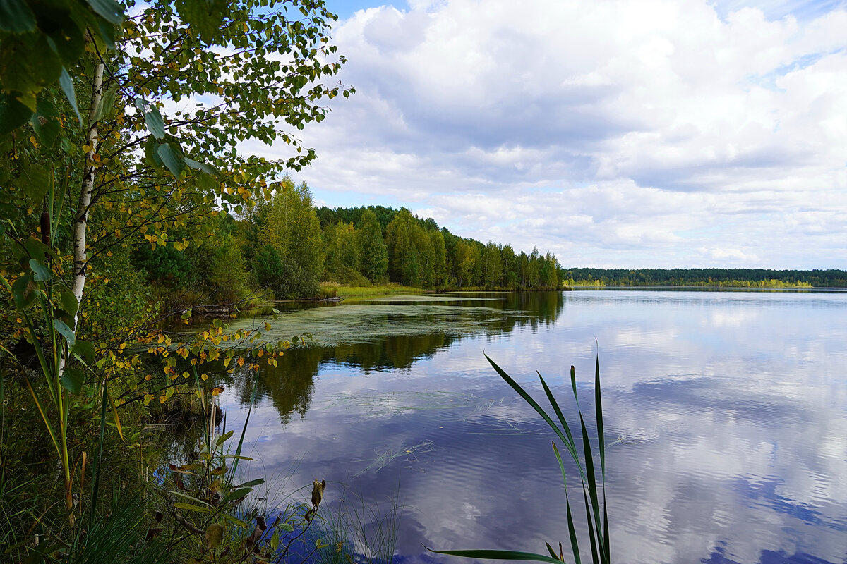 Лесное озеро. Ракурс начала сентября - Галина Кан